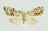  (Nola duplicilinea - RMNH.INS.1297003)  @11 [ ] CreativeCommons Attribution Non-Commercial Share-Alike (2022) Unspecified Naturalis Biodiversity Center