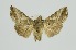 (Ctenoplusia placida - RMNH.INS.1297197)  @11 [ ] CreativeCommons Attribution Non-Commercial Share-Alike (2022) Unspecified Naturalis Biodiversity Center
