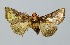  ( - RMNH.INS.1297201)  @11 [ ] CreativeCommons Attribution Non-Commercial Share-Alike (2022) Unspecified Naturalis Biodiversity Center