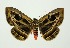  ( - RMNH.INS.1297226)  @11 [ ] CreativeCommons Attribution Non-Commercial Share-Alike (2022) Unspecified Naturalis Biodiversity Center