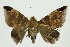  (Dysgonia illibata - RMNH.INS.1297240)  @11 [ ] CreativeCommons Attribution Non-Commercial Share-Alike (2022) Unspecified Naturalis Biodiversity Center