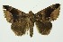  (Dysgonia maturecens - RMNH.INS.1297241)  @11 [ ] CreativeCommons Attribution Non-Commercial Share-Alike (2022) Unspecified Naturalis Biodiversity Center
