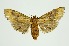  (Sacada pyraliformis - RMNH.INS.1297287)  @11 [ ] CreativeCommons Attribution Non-Commercial Share-Alike (2022) Unspecified Naturalis Biodiversity Center