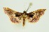  (Endotricha melanobasis - RMNH.INS.1297290)  @11 [ ] CreativeCommons Attribution Non-Commercial Share-Alike (2022) Unspecified Naturalis Biodiversity Center