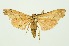  (Sacada pallescens - RMNH.INS.1297294)  @11 [ ] CreativeCommons Attribution Non-Commercial Share-Alike (2022) Unspecified Naturalis Biodiversity Center