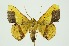  ( - RMNH.INS.1297397)  @11 [ ] CreativeCommons Attribution Non-Commercial Share-Alike (2022) Unspecified Naturalis Biodiversity Center