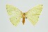  (Comostola hauensteini - RMNH.INS.1297407)  @11 [ ] CreativeCommons Attribution Non-Commercial Share-Alike (2022) Unspecified Naturalis Biodiversity Center