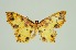  ( - RMNH.INS.1297437)  @11 [ ] CreativeCommons Attribution Non-Commercial Share-Alike (2022) Unspecified Naturalis Biodiversity Center