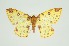  ( - RMNH.INS.1297465)  @11 [ ] CreativeCommons Attribution Non-Commercial Share-Alike (2022) Unspecified Naturalis Biodiversity Center
