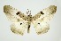  ( - RMNH.INS.1297476)  @11 [ ] CreativeCommons Attribution Non-Commercial Share-Alike (2022) Unspecified Naturalis Biodiversity Center