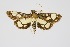  (Hyaloplaga - RMNH.INS.1297508)  @11 [ ] CreativeCommons Attribution Non-Commercial Share-Alike (2022) Unspecified Naturalis Biodiversity Center