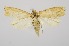  ( - RMNH.INS.1297515)  @11 [ ] CreativeCommons Attribution Non-Commercial Share-Alike (2022) Unspecified Naturalis Biodiversity Center