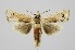  (Eschata - RMNH.INS.1297517)  @11 [ ] CreativeCommons Attribution Non-Commercial Share-Alike (2022) Unspecified Naturalis Biodiversity Center