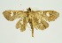  (Patania quadrimaculalis - RMNH.INS.1297540)  @11 [ ] CreativeCommons Attribution Non-Commercial Share-Alike (2022) Unspecified Naturalis Biodiversity Center