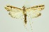  (Euclasta defamatalis - RMNH.INS.1297543)  @11 [ ] CreativeCommons Attribution Non-Commercial Share-Alike (2022) Unspecified Naturalis Biodiversity Center
