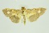  (Patania verecunda - RMNH.INS.1297549)  @11 [ ] CreativeCommons Attribution Non-Commercial Share-Alike (2022) Unspecified Naturalis Biodiversity Center