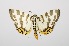  (Pycnarmon abraxalis - RMNH.INS.1297578)  @11 [ ] CreativeCommons Attribution Non-Commercial Share-Alike (2022) Unspecified Naturalis Biodiversity Center