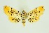  (Pycnarmon alboflavalis - RMNH.INS.1297579)  @11 [ ] CreativeCommons Attribution Non-Commercial Share-Alike (2022) Unspecified Naturalis Biodiversity Center