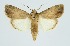  ( - RMNH.INS.1297611)  @11 [ ] CreativeCommons Attribution Non-Commercial Share-Alike (2022) Unspecified Naturalis Biodiversity Center