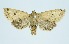  (Harutaeographa ganeshi - RMNH.INS.1297636)  @11 [ ] CreativeCommons Attribution Non-Commercial Share-Alike (2022) Unspecified Naturalis Biodiversity Center