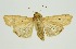  ( - RMNH.INS.1297639)  @11 [ ] CreativeCommons Attribution Non-Commercial Share-Alike (2022) Unspecified Naturalis Biodiversity Center