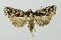  (Odontestra potanini - RMNH.INS.1297653)  @11 [ ] CreativeCommons Attribution Non-Commercial Share-Alike (2022) Unspecified Naturalis Biodiversity Center