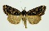  (Odontestra submarginalis - RMNH.INS.1297654)  @11 [ ] CreativeCommons Attribution Non-Commercial Share-Alike (2022) Unspecified Naturalis Biodiversity Center