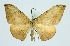  ( - RMNH.INS.1297666)  @11 [ ] CreativeCommons Attribution Non-Commercial Share-Alike (2022) Unspecified Naturalis Biodiversity Center