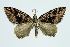  (Hysterura protagma - RMNH.INS.1297688)  @11 [ ] CreativeCommons Attribution Non-Commercial Share-Alike (2022) Unspecified Naturalis Biodiversity Center