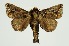  ( - RMNH.INS.1297761)  @11 [ ] CreativeCommons Attribution Non-Commercial Share-Alike (2022) Unspecified Naturalis Biodiversity Center