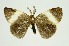  (Pantana albifascia - RMNH.INS.1297826)  @11 [ ] CreativeCommons Attribution Non-Commercial Share-Alike (2022) Unspecified Naturalis Biodiversity Center