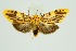  ( - RMNH.INS.1297830)  @11 [ ] CreativeCommons Attribution Non-Commercial Share-Alike (2022) Unspecified Naturalis Biodiversity Center