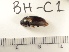  ( - BH-C1)  @12 [ ] Copyright (2017) Hans Kelstrup Beta Hatch, Inc.