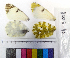  ( - RVcoll.14-E008)  @12 [ ] Laboratory of Zoology (2015) Luca P. Casacci University of Turin