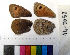  ( - RVcoll.14-I052)  @12 [ ] Laboratory of Zoology (2015) Luca P. Casacci University of Turin