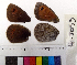  ( - RVcoll.14-I059)  @12 [ ] Laboratory of Zoology (2015) Luca P. Casacci University of Turin