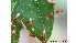 (Tetragonisca weyrauchi - AB2019_U6)  @11 [ ] No Rights Reserved (nrr) (2020) Leonardo Dapporto University of Florence