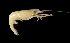  (Macrobrachium latidactylus - BIC-0198)  @11 [ ] CreativeCommons - Attribution Non-Commercial Share-Alike (2014) Daisy WOWOR LIPI