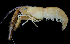  (Macrobrachium pilimanus - BIC-0206)  @14 [ ] CreativeCommons - Attribution Non-Commercial Share-Alike (2014) Daisy WOWOR LIPI