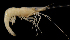  (Macrobrachium australe - BIC-0252)  @14 [ ] CreativeCommons - Attribution Non-Commercial Share-Alike (2014) Daisy WOWOR LIPI