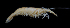 (Macrobrachium esculentum - BIC-0260)  @14 [ ] CreativeCommons - Attribution Non-Commercial Share-Alike (2014) Daisy WOWOR LIPI