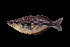  ( - Klasio 165)  @13 [ ] CreativeCommons - Attribution Non-Commercial Share-Alike (2012) Laurent Pouyaud IRD