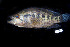  (Parachromis - BIF1311)  @14 [ ] CreativeCommons - Attribution Non-Commercial Share-Alike (2015) Nicolas HUBERT IRD