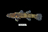  (Belobranchus belobranchus - BIF0256)  @15 [ ] CreativeCommons - Attribution Non-Commercial Share-Alike (2013) Nicolas HUBERT IRD