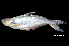  (Pangasius sp. 1 - BIF4305)  @11 [ ] CreativeCommons  Attribution Non-Commercial Share-Alike (2016) Nicolas HUBERT IRD