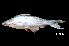  (Pangasius sp. 2 - BIF4307)  @11 [ ] CreativeCommons  Attribution Non-Commercial Share-Alike (2016) Nicolas HUBERT IRD