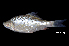  (Osteochilus schlegelii - BIF4388)  @11 [ ] CreativeCommons  Attribution Non-Commercial Share-Alike (2016) Nicolas HUBERT IRD