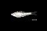 (Osteochilus sp. 1 - BIF4400)  @11 [ ] CreativeCommons  Attribution Non-Commercial Share-Alike (2016) Nicolas HUBERT IRD