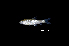  (Osteochilus sp. 2 - BIF4845)  @11 [ ] CreativeCommons  Attribution Non-Commercial Share-Alike (2016) Nicolas HUBERT IRD