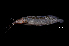  (Clarias sp. 2 - BIF4916)  @11 [ ] CreativeCommons  Attribution Non-Commercial Share-Alike (2016) Nicolas HUBERT IRD